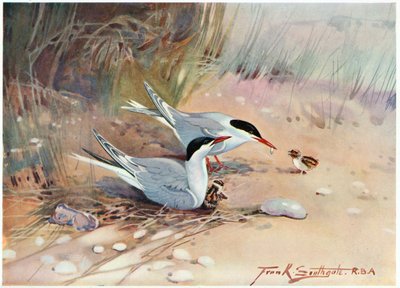 Common Tern, illustration from 